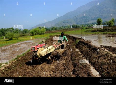 Srinagar India Th June June Srinagar Kashmir