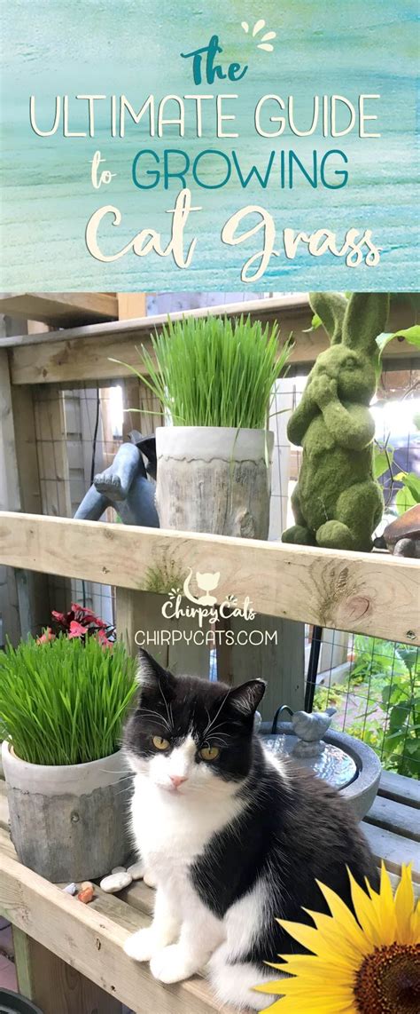 The Ultimate Guide To Growing Cat Grass Cat Grass Cat Grass Indoor