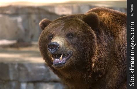 Grizzly Bear Showing Its Teeth - Free Stock Images & Photos - 7765388 ...