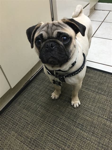 image-1 | Compassionate Pug Rescue