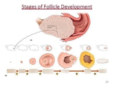 Stages Of Follicle Development Diagram Quizlet