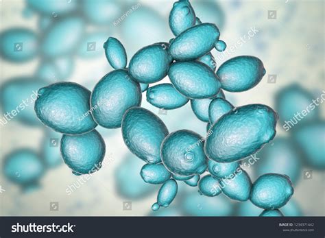 Saccharomyces Cerevisiae Images Stock Photos Vectors Shutterstock