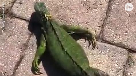 Frozen iguanas in Florida: Freezing temps mean iguanas fall from trees