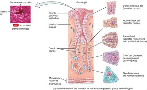 Which Cells In The Small Intestine S Mucosa Secrete Mucus Kiannaminnelson