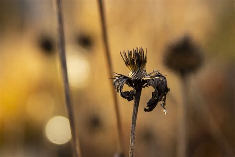 Echinacea Seedheads 2 Scott Weber Flickr