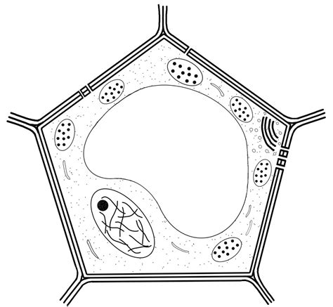 Plant Cell Nucleus Microscope