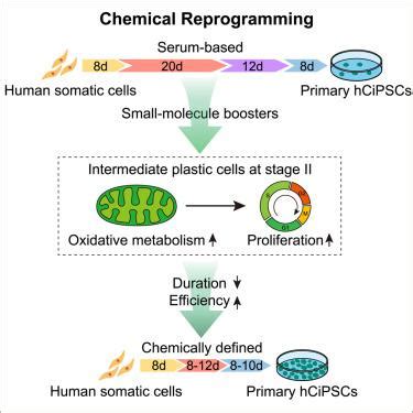 Highly Efficient And Rapid Generation Of Human Pluripotent Stem Cells