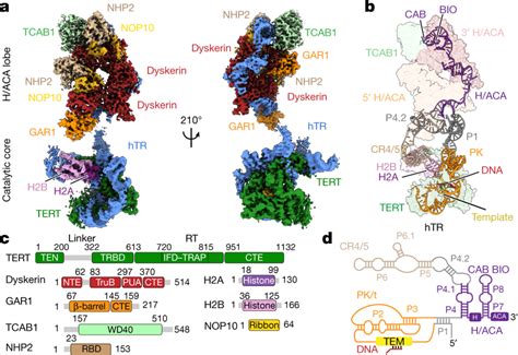 Cryo-EM structure of human telomerase holoenzyme a, Front (left) and ... 