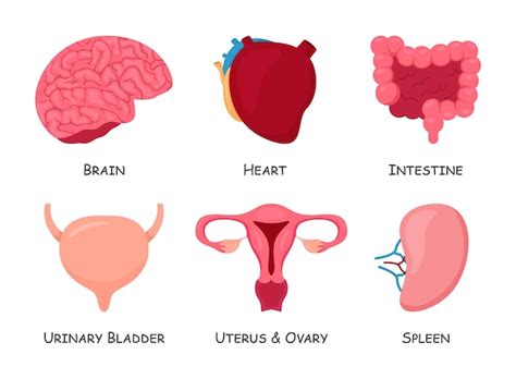 Conjunto De Rg Os Internos Humanos Projeto De Desenho Animado Vetor