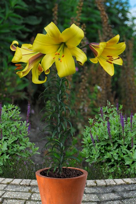 The Lilys Splendor The Water Lily Book 1 5