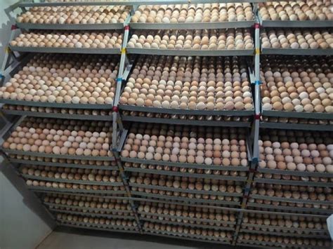 Chittagong Brown Broiler Cobb 430 Y Hatching Eggs For Household