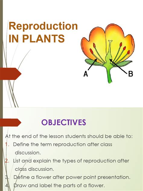 Reproduction in Plants | PDF | Flowers | Sexual Reproduction