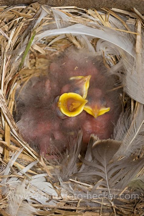 Star Naturfoto Frank Hecker