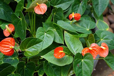 How to Propagate Anthurium Plants from Seed | Gardener’s Path