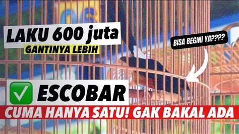 Bikin Kejutanjuara Muraibatu Escobar Buang Lagu Materi Lebih Jelas