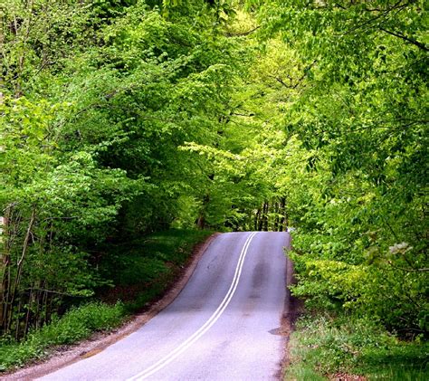 Wallpaper Sunlight Forest Nature Grass Road Green Jungle