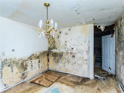 Mold Insurance Claim Attorney Florida Home Claim Pa