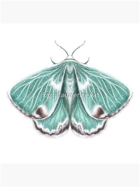 "Moth Illustration | Emerald Moth | Insect | Butterfly | Drawing ...