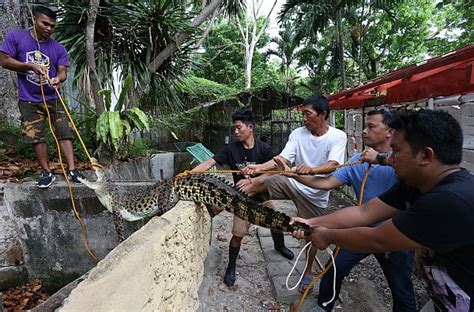 Cebu Zoo animals leave for Amlan Nature Park | Cebu Daily News