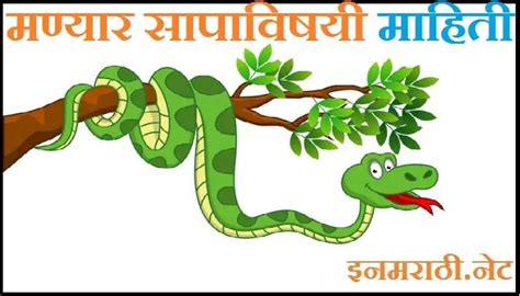 मण्यार सापाची माहिती Manyar Snake Information in Marathi इनमराठी