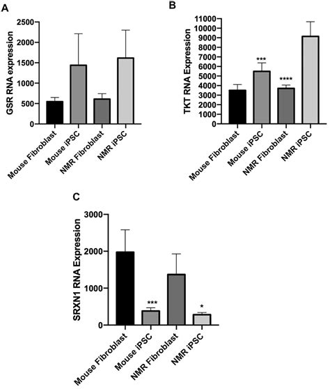 Cellular Stress Responses Of Long Lived And Cancer Resistant Naked Mole