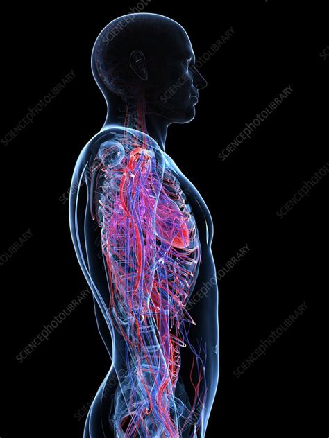 Male Cardiovascular System Artwork Stock Image F005 6529 Science