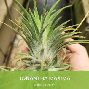 Tillandsia Ionantha Varieties And Hybrids – Air Plant Expert