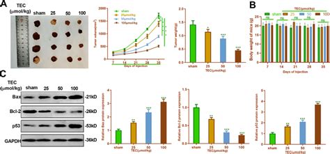 TEC Dampened The Colon Cancer Cell Growth In Vivo Nude Mice Were