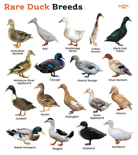 List of Rare Duck Breeds With Pictures