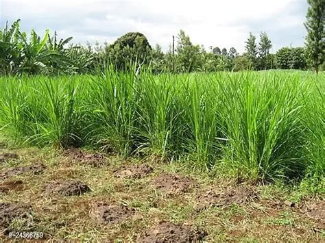 Buy N G M Agrocare Red Napier Grass Seeds Mp Chari Grass Multi Cut Grass For Goat Cow Pack