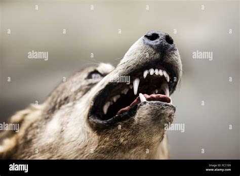 Wolf nose close up hi-res stock photography and images - Alamy