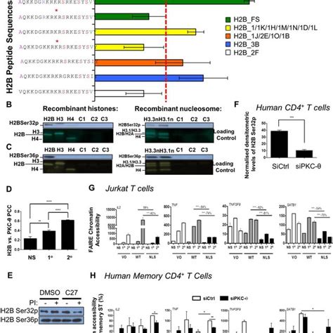 Direct Regulation Of Gene Expression By Nuclear Pkc A Representative