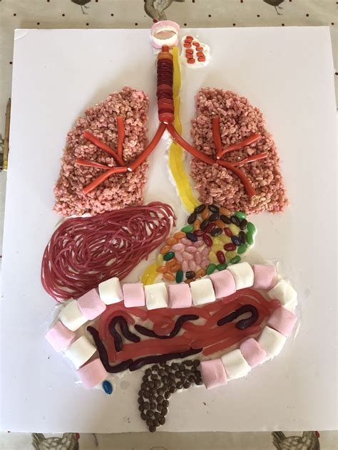 Human Respiratory And Digestive System Model Made From Sweets Science