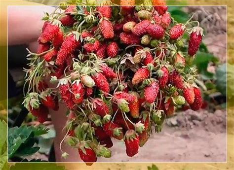 Кокинская отборная земклуника описание сорта фото