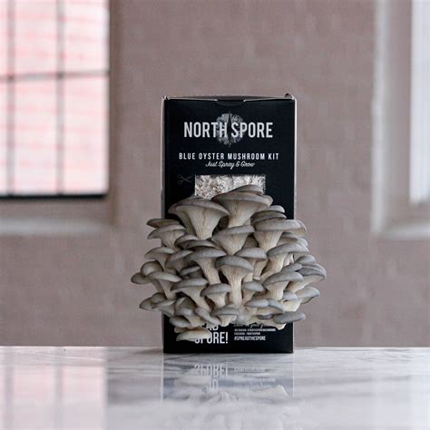 Mushroom Grow Kits For Beginners North Spore