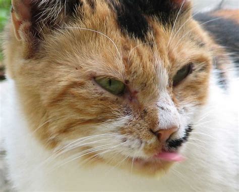 Каким должен быть нос у кота?