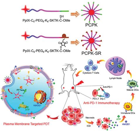 Structures Of PCPK And PCPK SR And Schematic Illustration Of Plasma