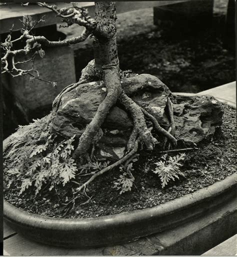 Dwarfed Trees & Plants In Fokeyo Nursery - Alfred Eisenstaedt — Google ...