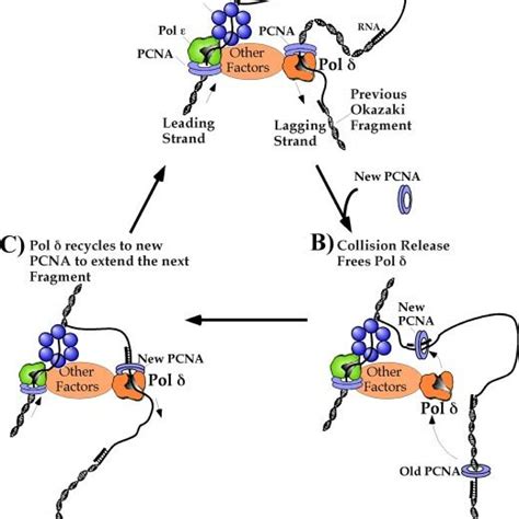 Pol Pcna Does Not Require Rpa For Speed And Processivity A Scheme