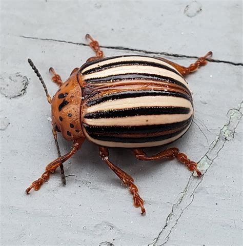 Colorado Potato Beetle Rentomology