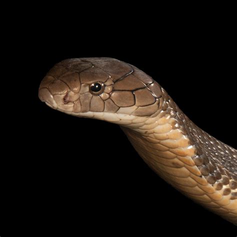 Black King Cobra Snake