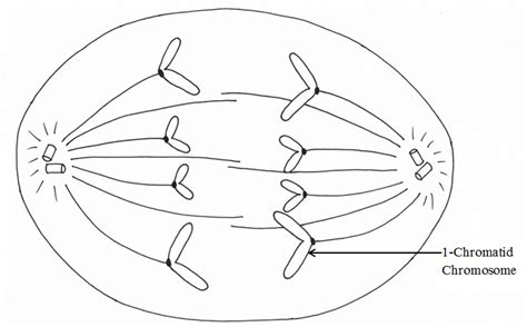 Anaphase 2 Diagram