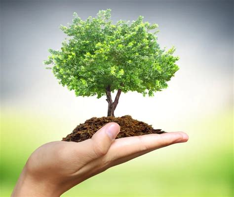 Human Hands Holding Tree Stock Image Everypixel