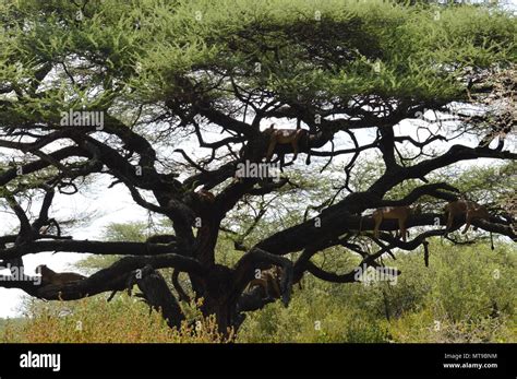 Tree climbing lion manyara hi-res stock photography and images - Alamy