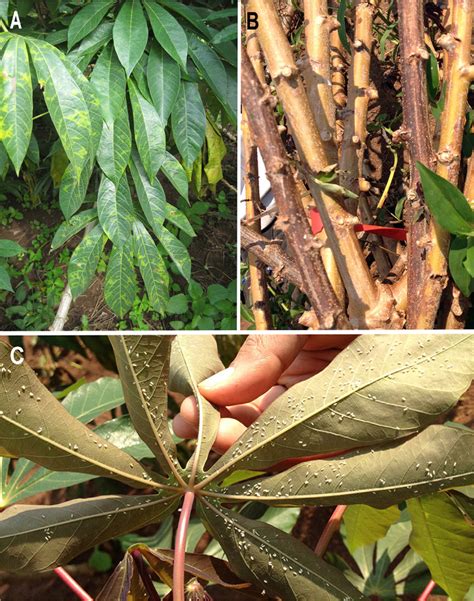 Cassava Brown Streak Disease Cbsd Symptoms And Whitefly Vectors