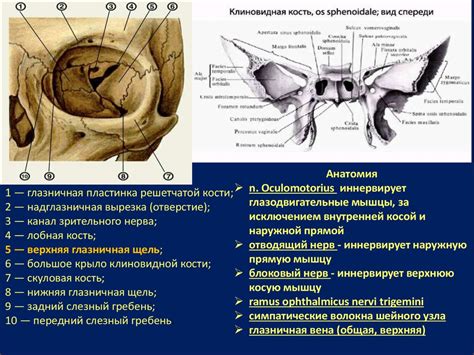 Офтальмоонкология. Новообразования органа зрения - презентация онлайн