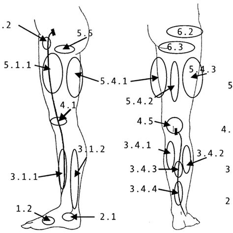 The Saphenous Compartment SaphC Is Bound Superficially By The