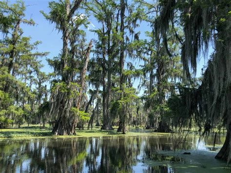 How to visit the bayou and swamps in Louisiana - Urbaine City