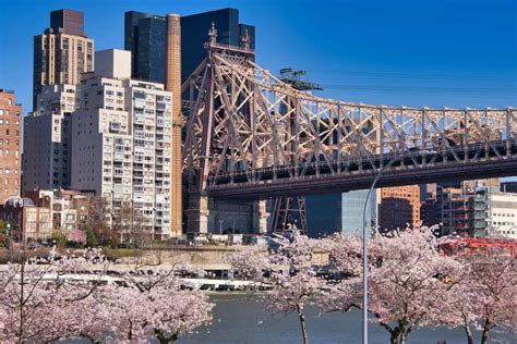 Roosevelt Island Cherry Blossoms (Complete Guide & Map)