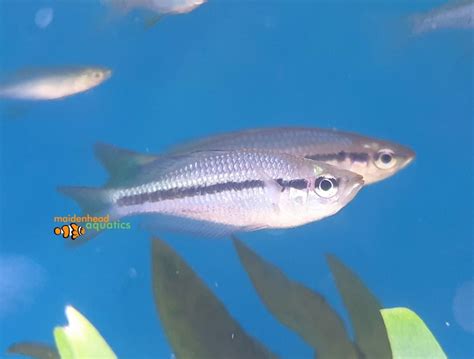 Blackbanded Rainbowfish Melanotaenia Nigrans